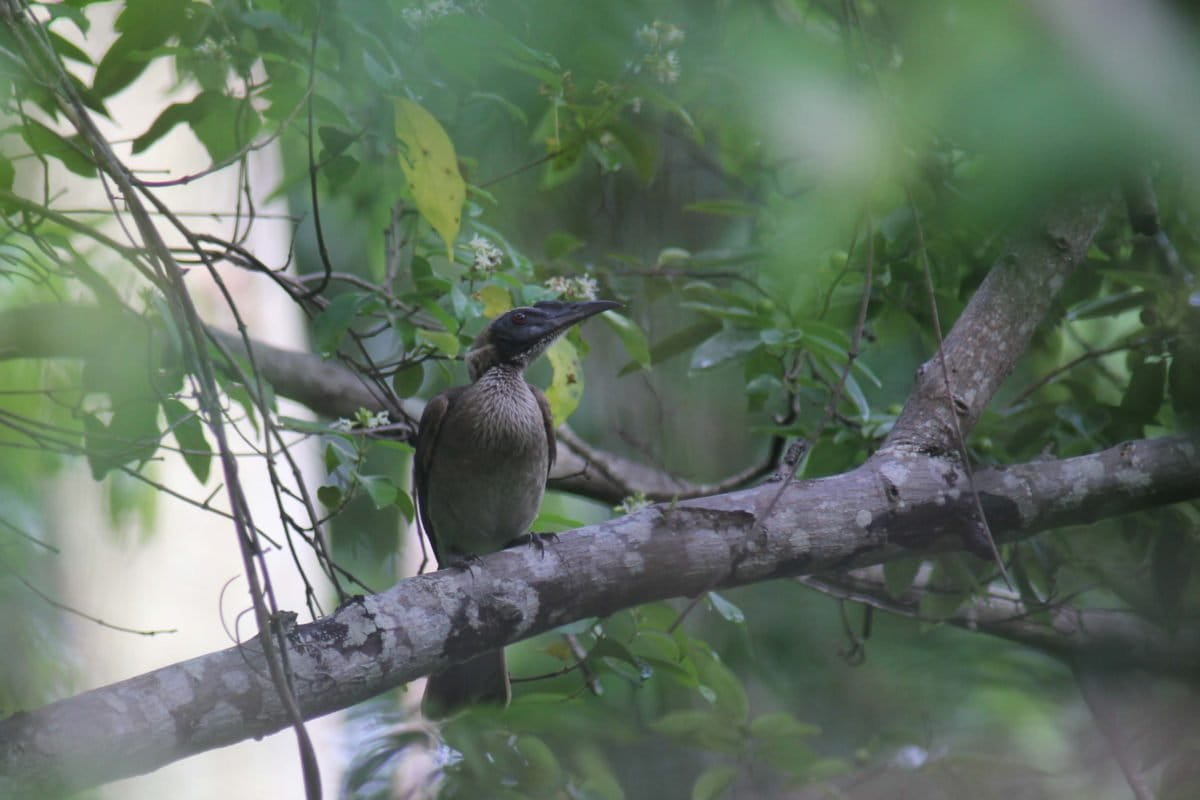 Koak kiau masih ditemukan dengan mudah di Pulau Moyo. Berbeda dengan di Pulau Lombok, burung ini paling banyak diburu untuk diperjualbelikan. Foto: Mirzan, Pengamat Burung Indonesia/Mongabay Indonesia