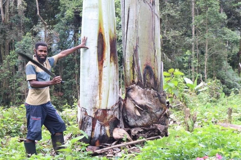 Pisang raksasa endemik Papua. Foto: Safwan Ashari Raharusun