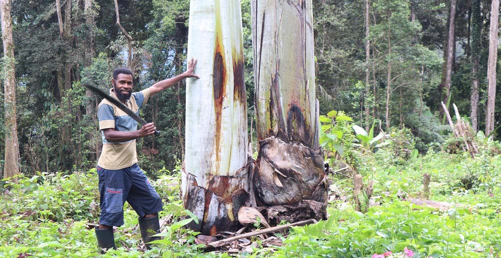 Pisang raksasa endemik Papua. Foto: Safwan Ashari Raharusun