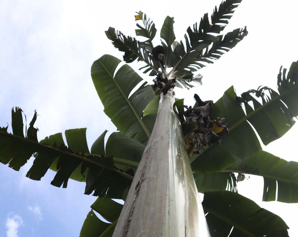 Pisang raksasa dari Papua. Foto: Foto: Safwan Ashari Raharusun