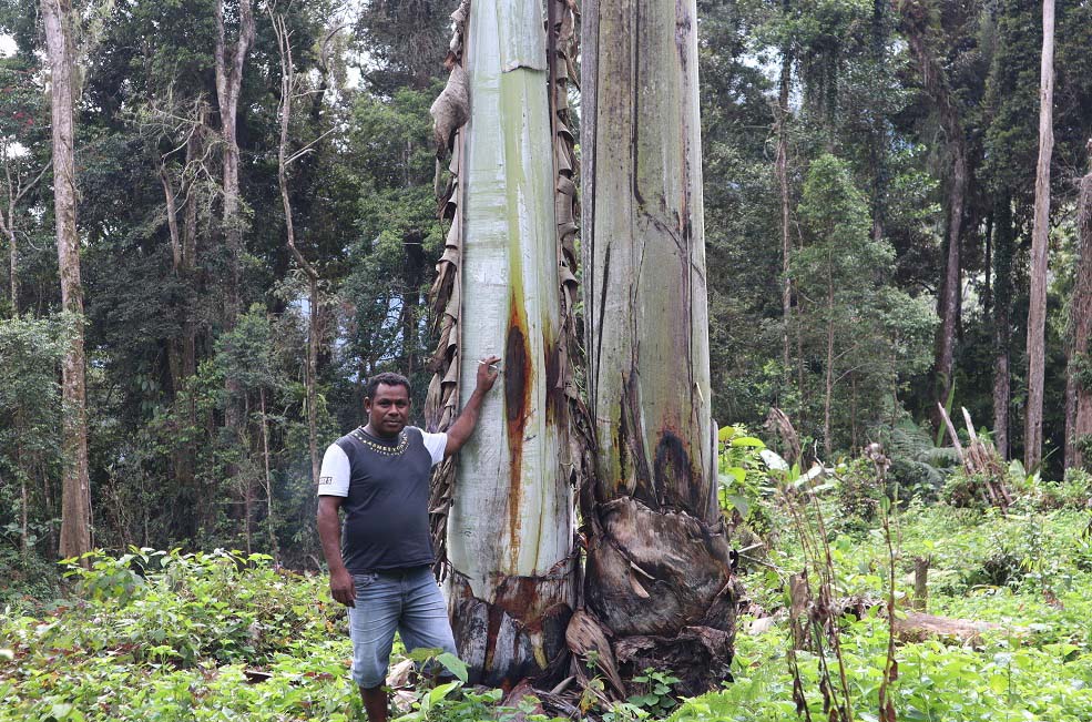 Pisang raksasa Papua di Manokwari. Foto: Safwan Ashari Raharusun