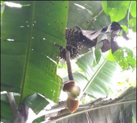 Pohon dan tandan Musa ingens di Teluk Arguni, Kaimana . Foto: Pudjo Mardi, April 2017