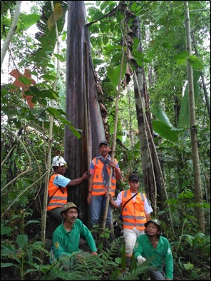 Tim peneliti BP2LHK Manokwari menjumpai Musa ingens di Teluk Arguni, Kaimana. Foto: Pudjo Mardi, April 2017