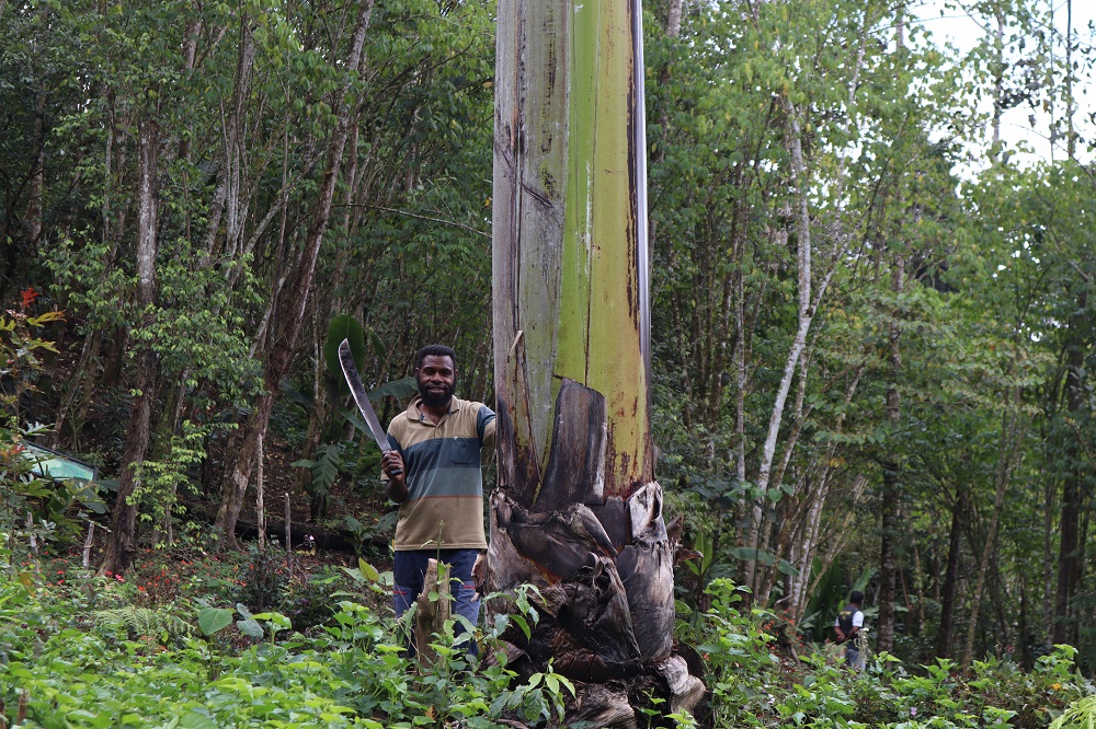 Pisang raksasa yang tumbuh terbatas di Papua. Salah satu lokasi keberadaan pisang ini di Kampung Kwau, Distrik Mokwam, Kabupaten Manokwari, yang berbatasan dengan Kabupaten Pegunungan Arfak. Perjalanan dari pusat kota Manokwari ke lokasi ini menempuh waktu sekitar 2 jam. Credit foto: Safwan Ashari Raharusun