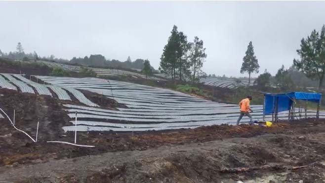 Lahan food estate di Desa Ria Ria, Humbang Hasundutan, Sumatera Utara, mulai ditanami. Foto: Barita News Lumbangbatu/ Mongabay Indonesia
