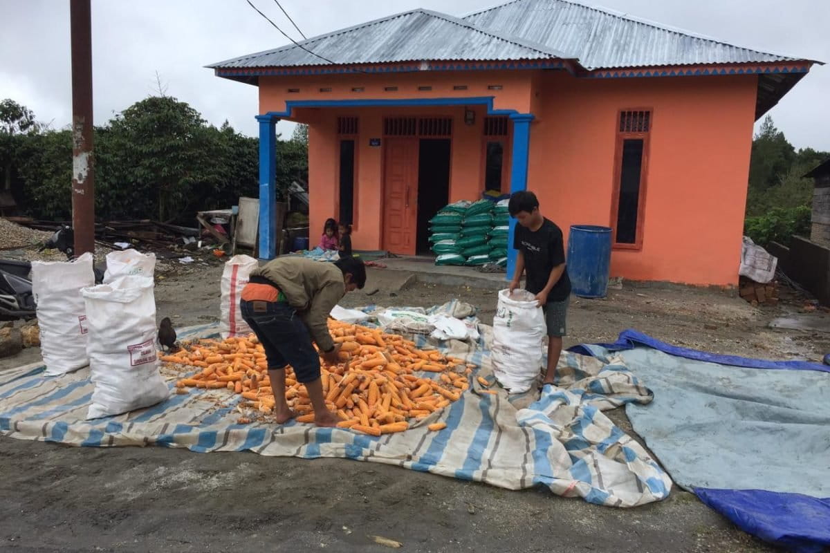 Petani di Sumut panen wortel. Petani bisa dan mampu memenuhi keperluan pangan negeri ini dengan mereka sebagai pelaku utama, bukan korporasi besar. Foto: Barita News Lumbanbatu/ Mongabay Indonesia