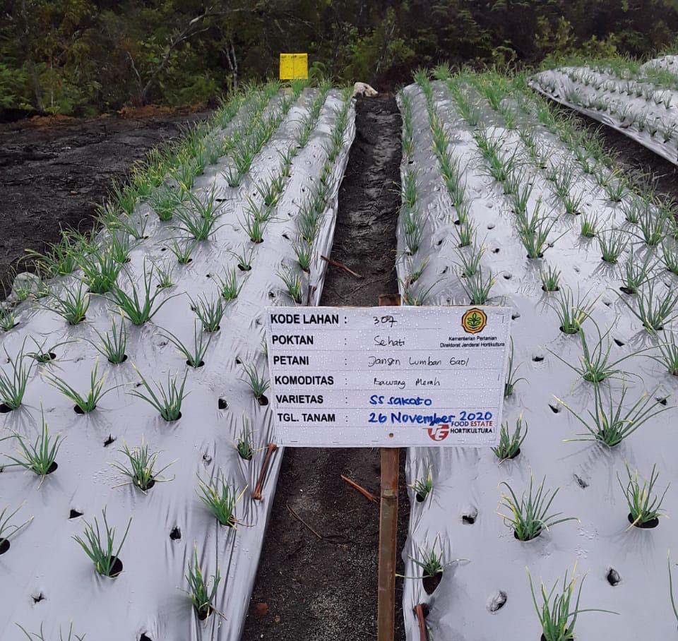 Bedengan mulai ditanami. Foto: Barita News Lumbanbatu/ Mongabay Indonesia