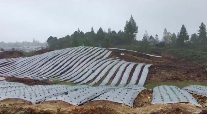 Hamparan food estate mulai ditanami di Desa Ria Ria, Humbahas. Foto: Barita News Lumbanbatu/ Mongabay Indonesia
