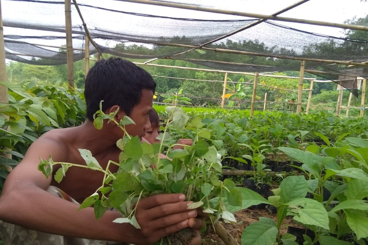 Ketumpang air, atau sirih bumi ini biasa banyak tumbuh di sela tanaman atau di pot-pot secara liar. Tanaman ini pun biasa dianggap hama.Foto: Gafur Abdullah/ Mongabay Indonesia