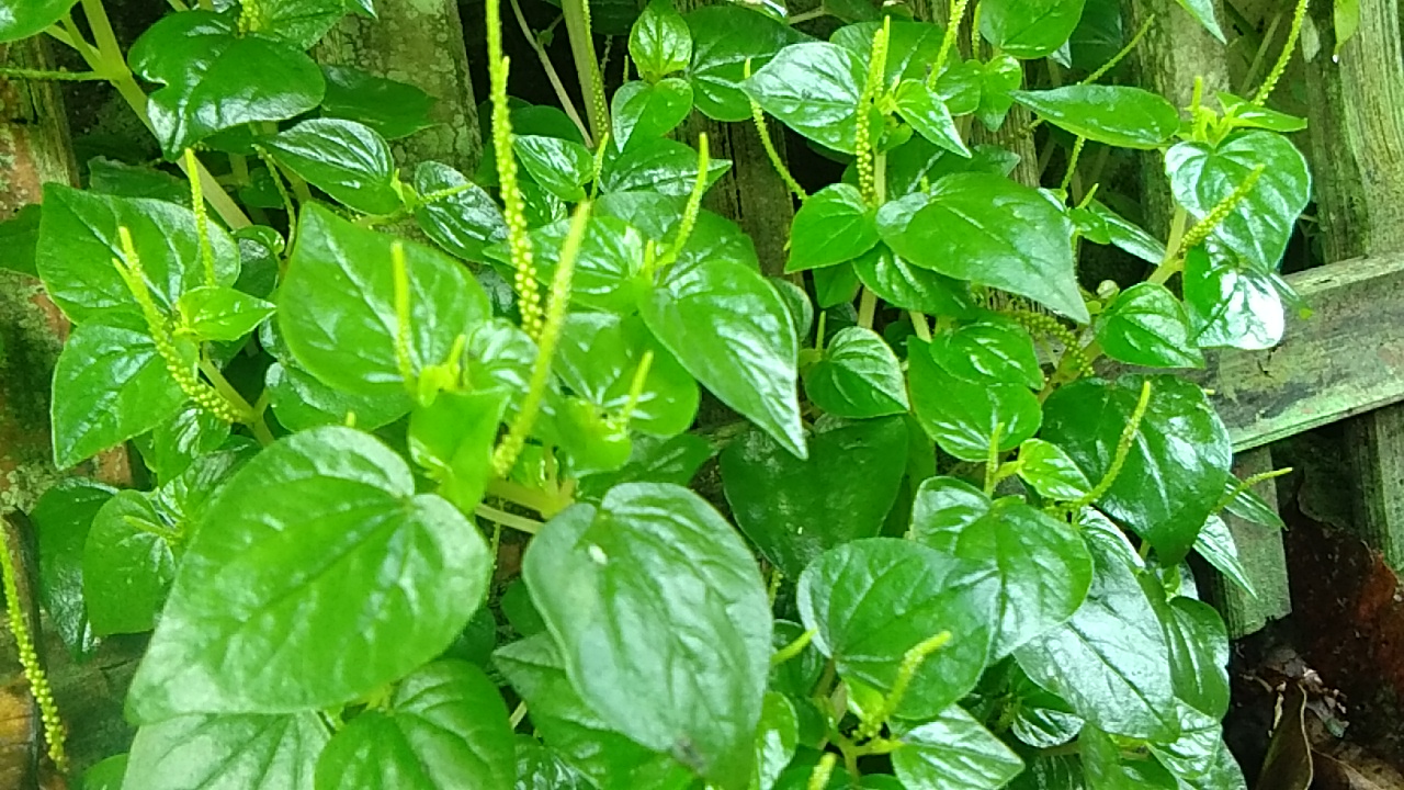Sirih bumi atau sirih cina, sang superfood. Foto: Gafur Abdullah/ Mongabay Indonesia