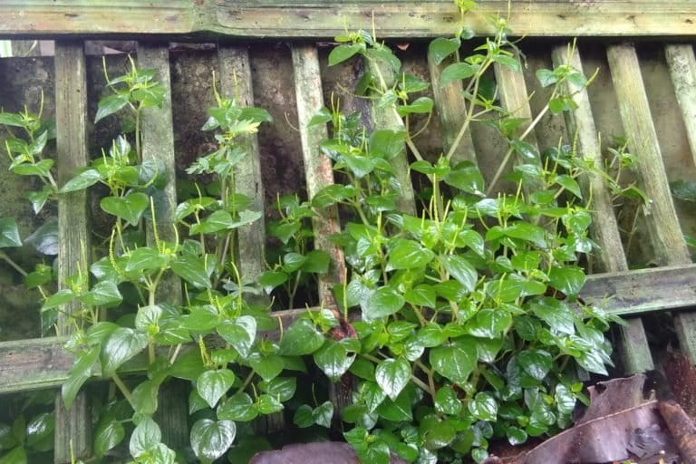 Peperomia pellucida: Si “Gulma” Pekarangan yang Kini Diperebutkan Industri Herbal