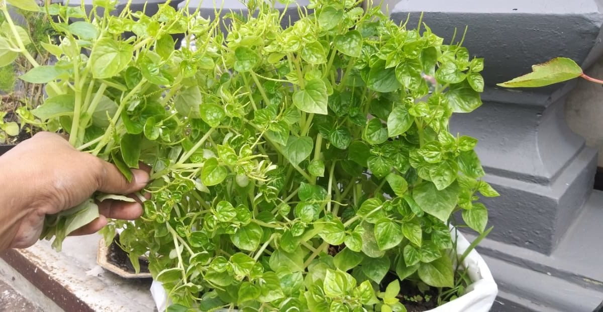 Ketumpang air, atau sirih cina, atau sirih bumi dan nama-nama lokal ini biasa dianggap hama, padahal ia tumbuhan kaya manfaat. Foto: Sapariah Saturi/ Mongabay Indonesia