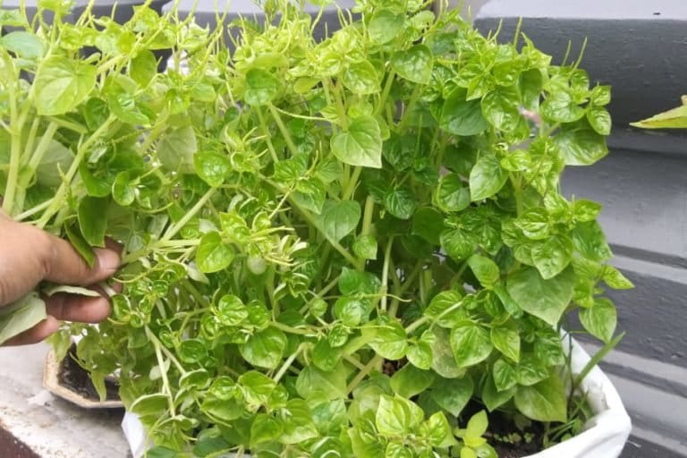 Ketumpang air, atau sirih cina, atau sirih bumi dan nama-nama lokal ini biasa dianggap hama, padahal ia tumbuhan kaya manfaat. Foto: Sapariah Saturi/ Mongabay Indonesia