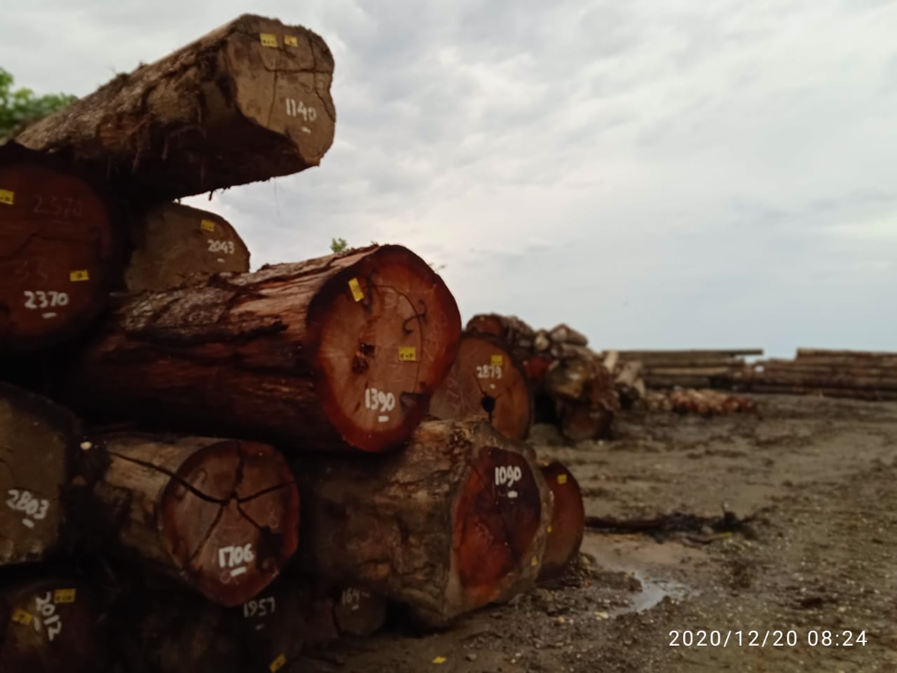 Kayu dari hutan di Weda Utara, tak jauh dari Sagea. Foto: Mahmud Ichi/ Mongabay Indonesia