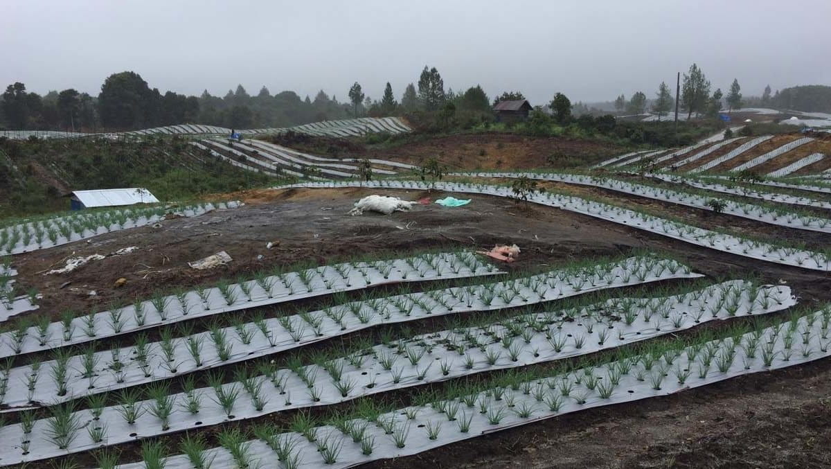 Lahan food estate di Humbang Hasundutan sudah ada yang mulai tanam. Foto: Barita News