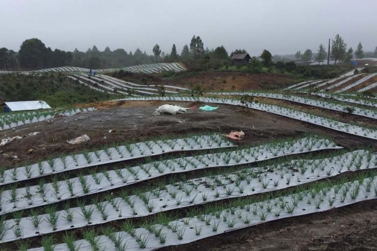 Lahan food estate di Humbang Hasundutan sudah ada yang mulai tanam. Foto: Barita News