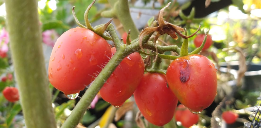 Tomat hail tanam organik. Foto: Sapariah Saturi/ Mongabay Indonesia