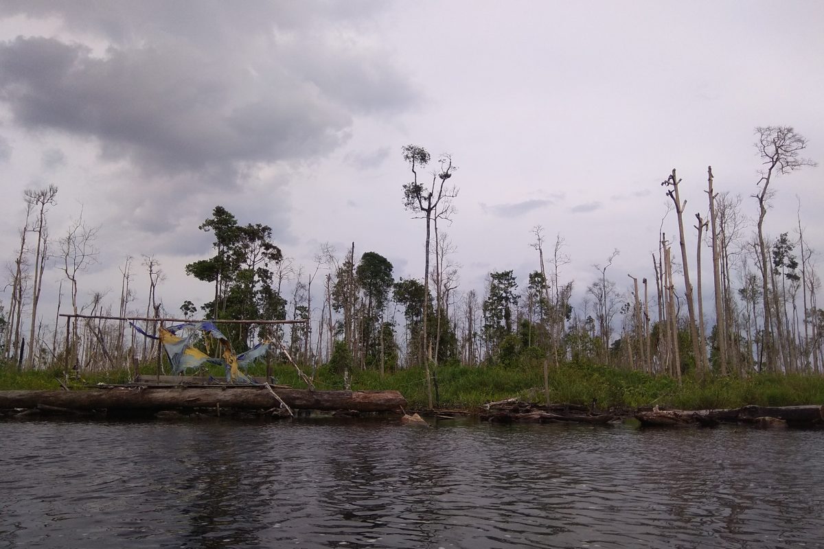 Bekas pondok yang digunakan untuk istirahat para pelaku illegal logging di konsesi PT. Pesona Belantara Persada. Foto: Yitno Suprapto/ Mongabay Indonesia