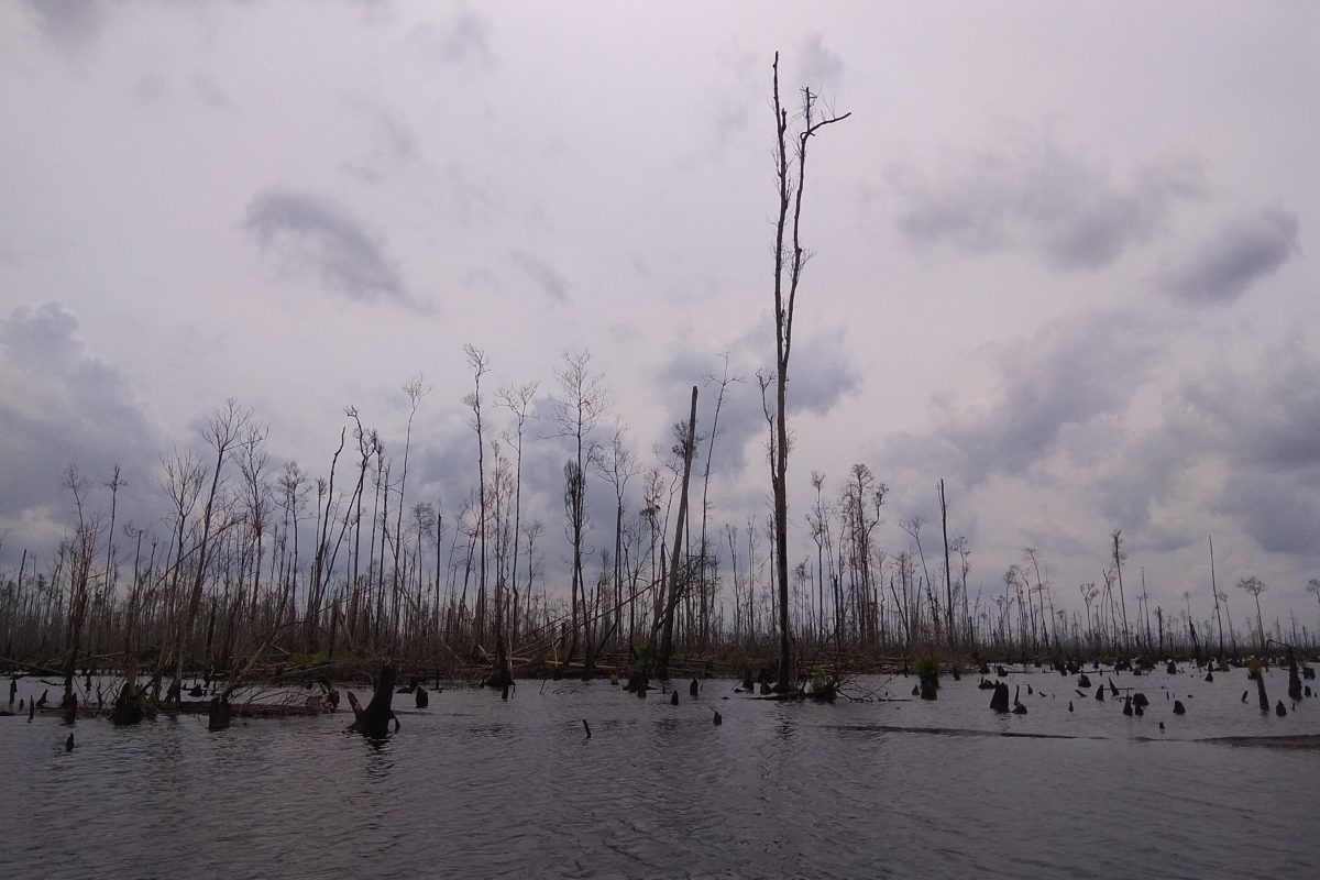 Kawasan gambut di PT Pesona Belantara Persada terendam banjir. Pascakebakaran 2019, illegal-logging meningkat. Foto: Yitno Suprapto/ Mongabay Indonesia