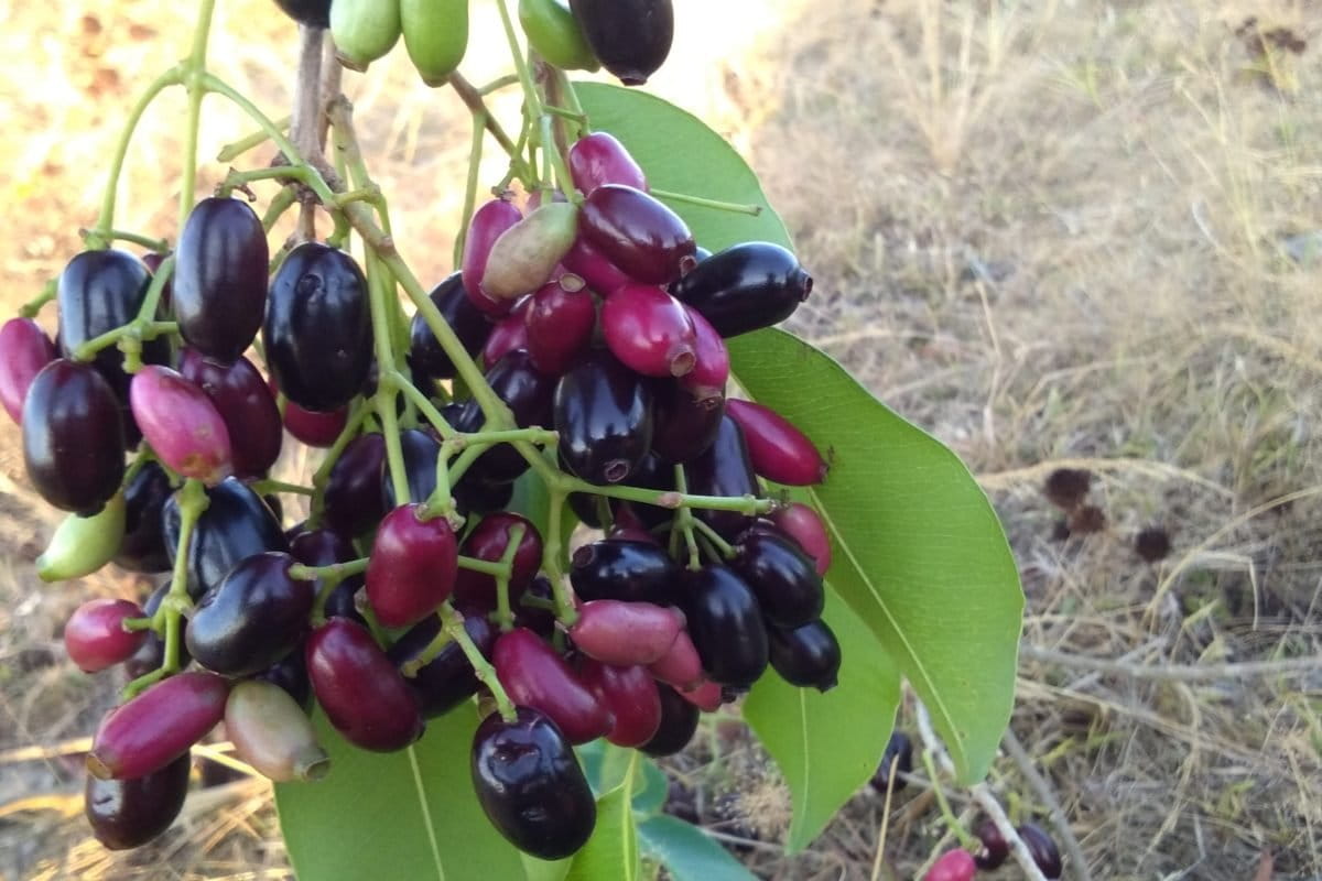 Jamblang, buah kaya Vitamin A dan C. Di Indonesia, buah ini belum terlalu bantak di manfaatkan. Di negara lain, seperti Filipina, jamblang sudah jadi usaha komersil. Foto: Gafur Abdullah/ Mongabay Indonesia
