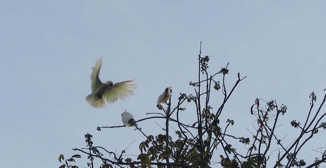 Jambul kung Masakambing. Foto: BKSDA Jawa Timur Wilayah IV Pamekasan.