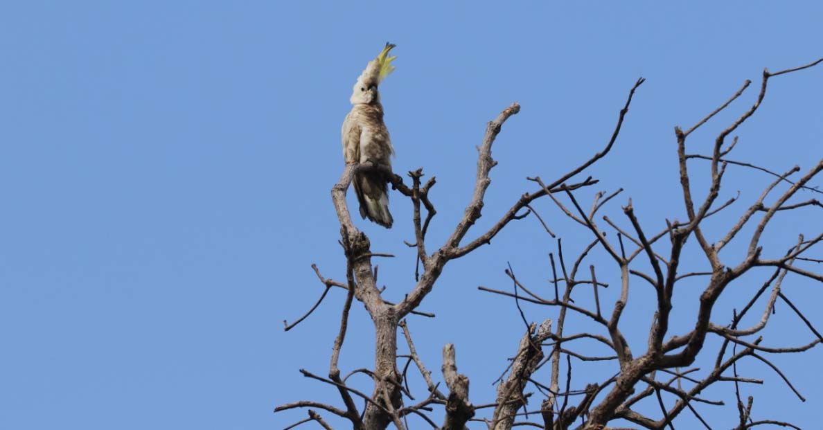 Jambul kuning yang terancam punah di Masakambing. Foto: BKSDA Jawa Timur Wilayah IV Pamekasan.
