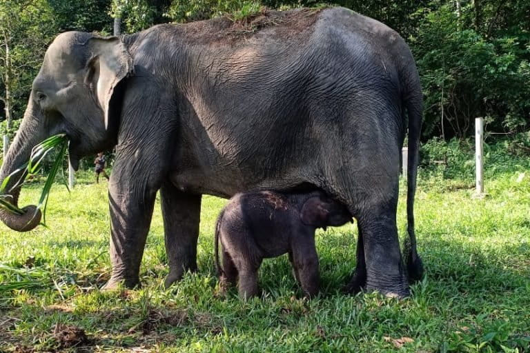 Sari dan anaknya, yang baru lahir awal Februari 2021. Foto: Ayat S Karokaro/ Mongabay Indonesia