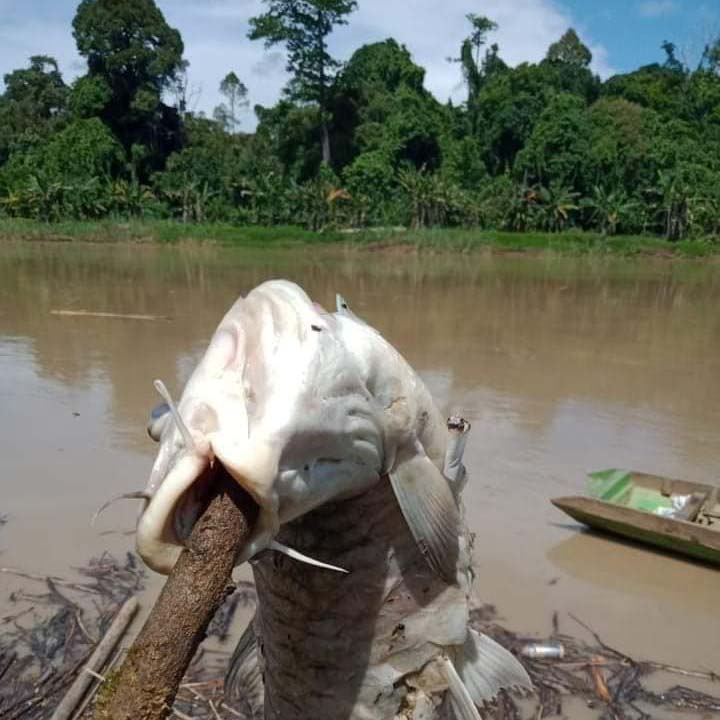 Ikan mati di Sungai Malinau. Foto: dari Facebook Rosiena Kila, warga Malinau