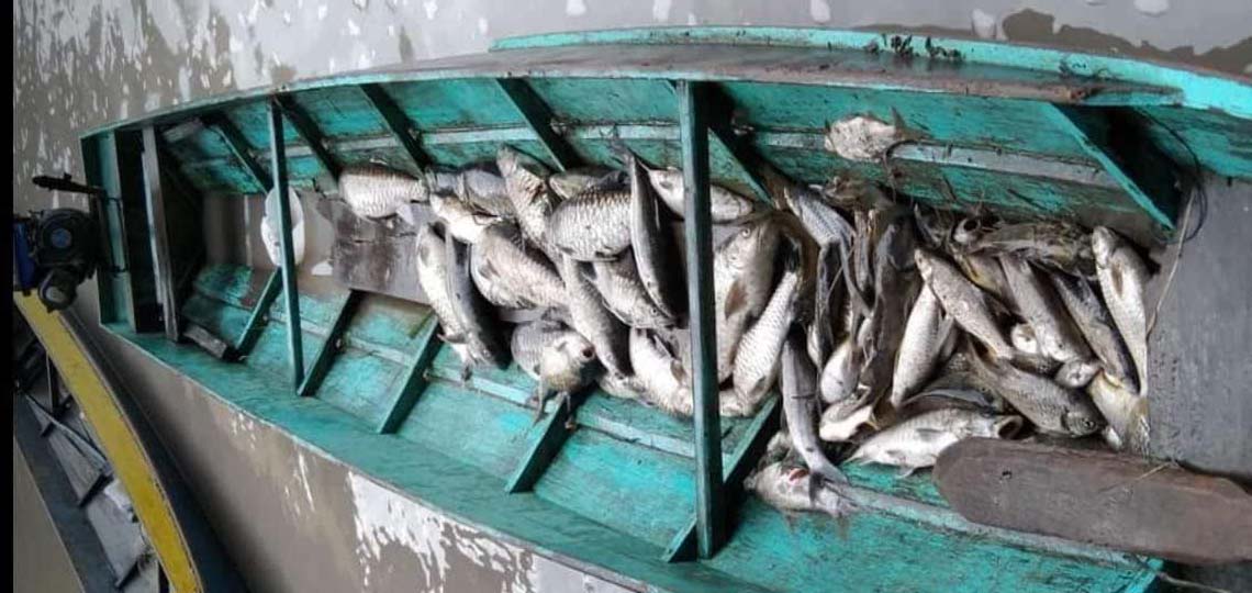 Warga mengumpulkan ikan-ikan mati di Sungai Malinau. Foto: dari Facebook Rosiena Kila, warga Malinau