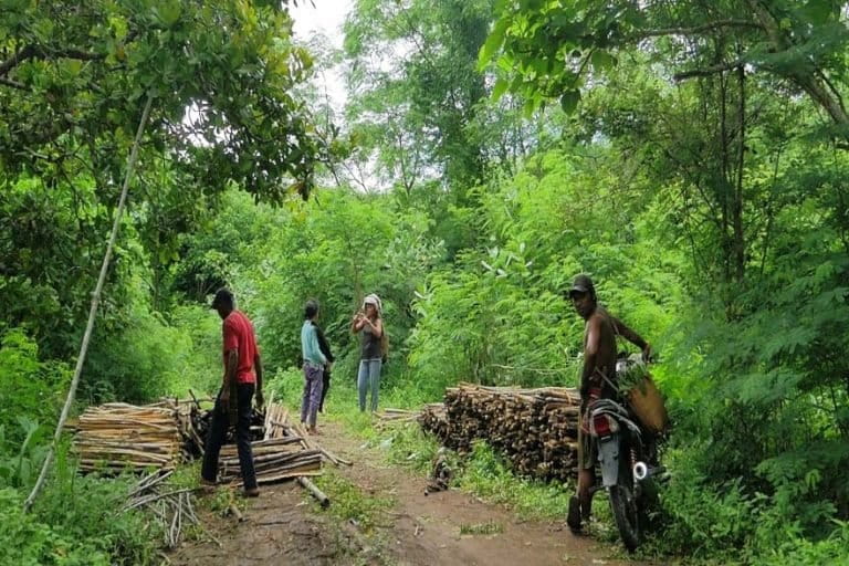 Masyarakat Kampung Lengko Lolok, Desa Satar Punda, Kecamatan Lamba Leda, Kabupaten Manggarai Timur,NTT sedang mengumpulkan kayu lamtoro untuk dijual menjadi kayu bakar. Foto : Ebed de Rosary/Mongabay Indonesia.