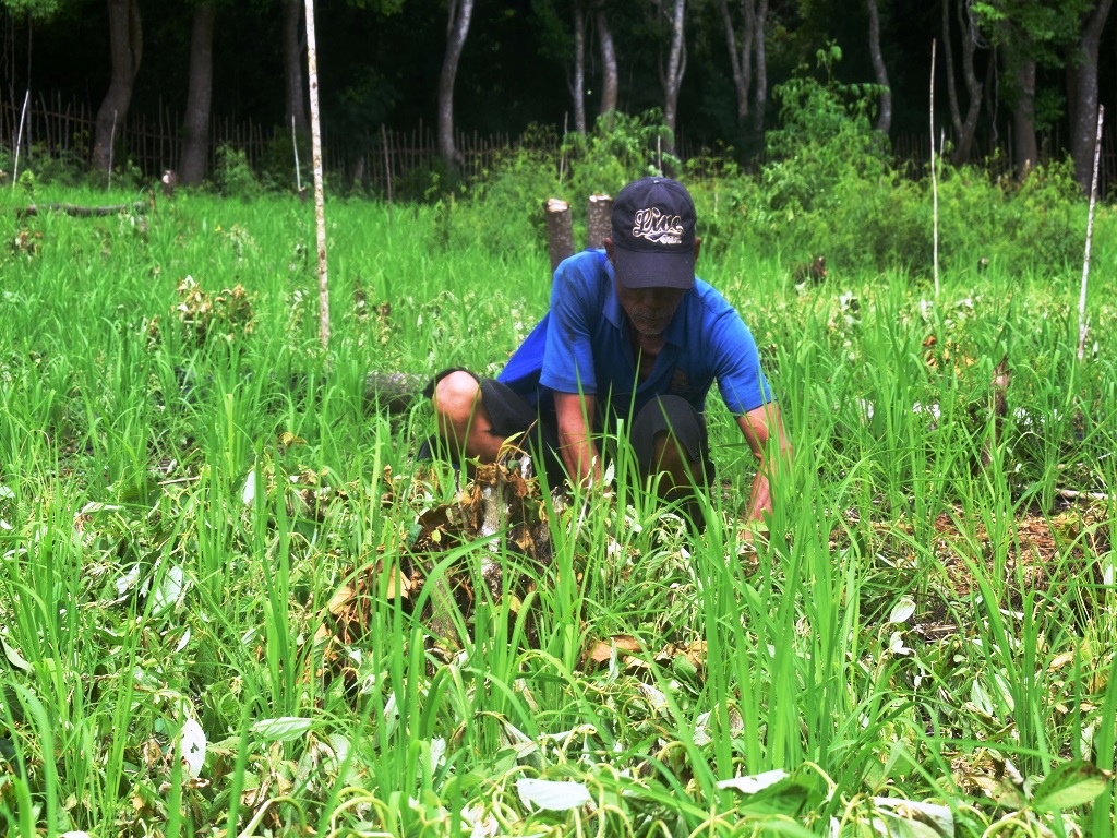 Warga Kampung Lengko Lolok, Desa Satar Punda, Kecamatan Lamba Leda,Kabupaten Manggarai Timur,NTT sedang membersihkan rerumputan di areal kebun miliknya yang ditumbuhi padi. Foto : Ebed de Rosary/Mongabay Indonesia.