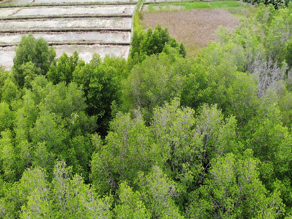 Kawasan hutan bakau yang berada di sebelah barat areal persawahan di Kampung Luwuk, Desa Satar Punda, Kecamatan Lamba Leda, Kabupaten Manggarai Timur,NTT.Foto : Ebed de Rosary/Mongabay Indonesia.