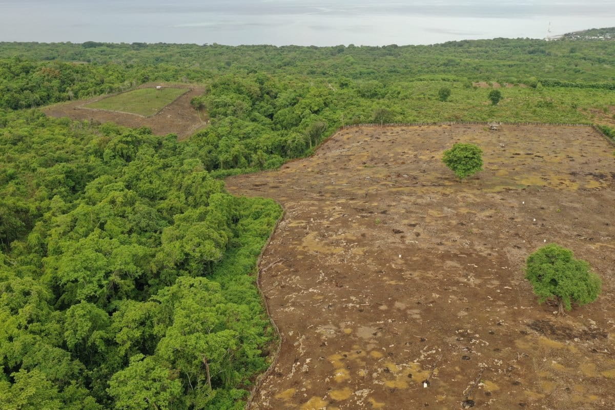 Alih fungsi lahan terjadi di Pulau Moyo, tampak lahan berwarna coklat yang siap-siap akan ditanami wije. Foto: Fathul Rakhman/Mongabay Indonesia
