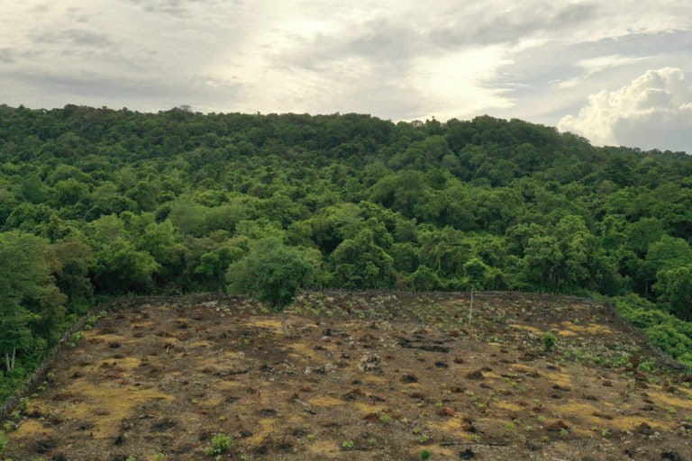 Pembukaan lahan baru bertambah di Pulau Moyo. Di kawasan hijau dalam foto ini adalah rumah bagi puluhan jenis burung di Pulau Moyo. Foto: Fathul Rakhman/Mongabay Indonesia