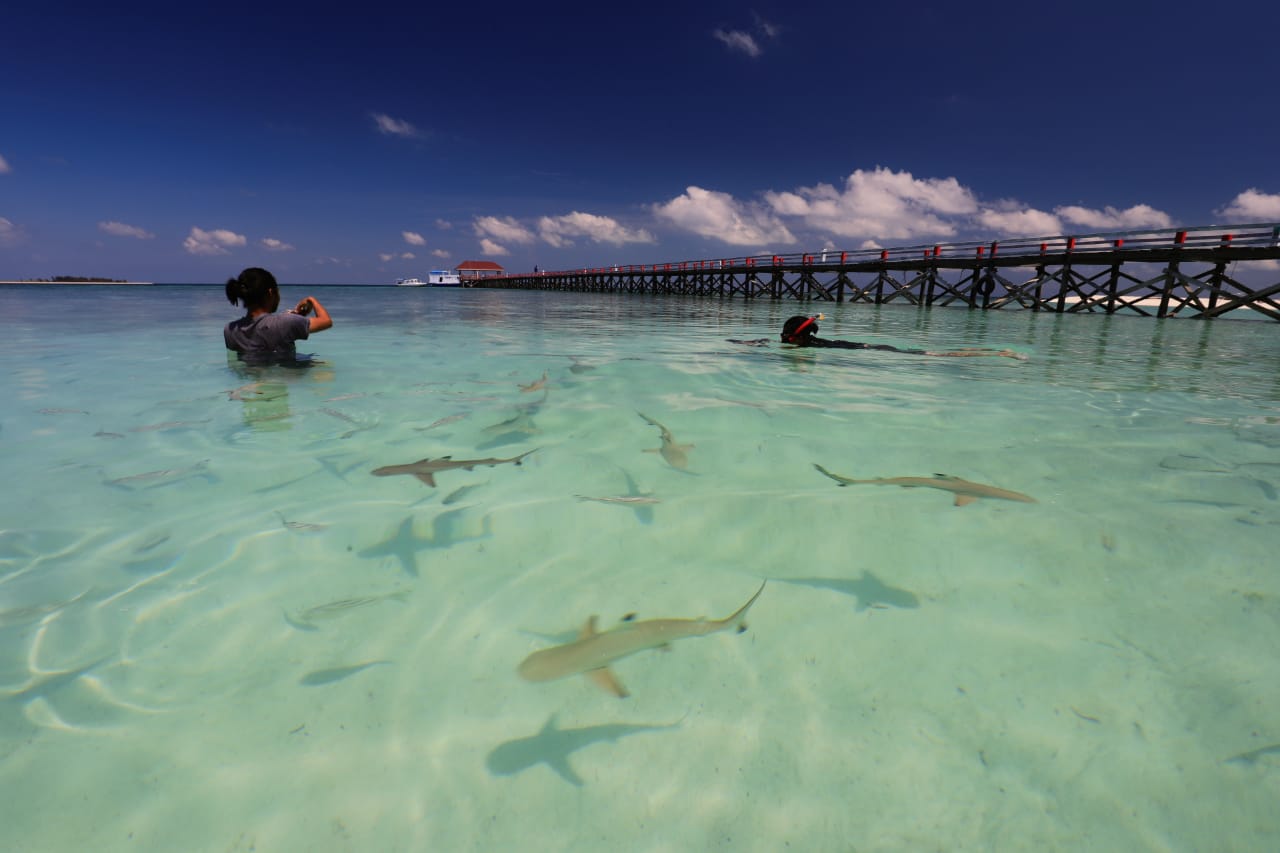 Pengunjung bisa berenang bersama anakan hiu di pulau yang masuk taman nasional di Selayar, Sulsel ini. Foto: Foto: Balai Taman Nasional Taka Bonerate