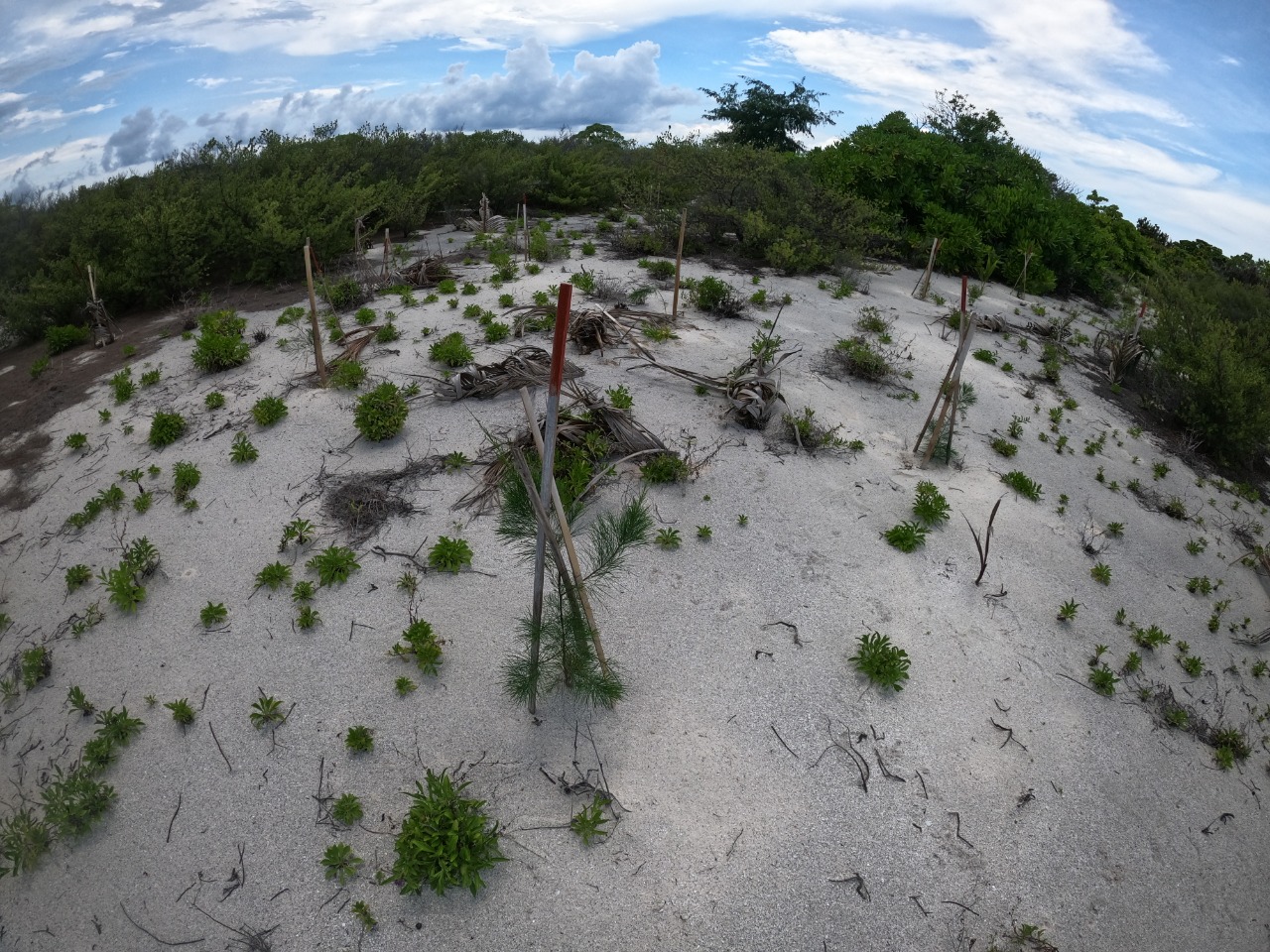 Tanaman di Pulau Lantigiang. Foto: Balai Taman Nasional Taka Bonerate 