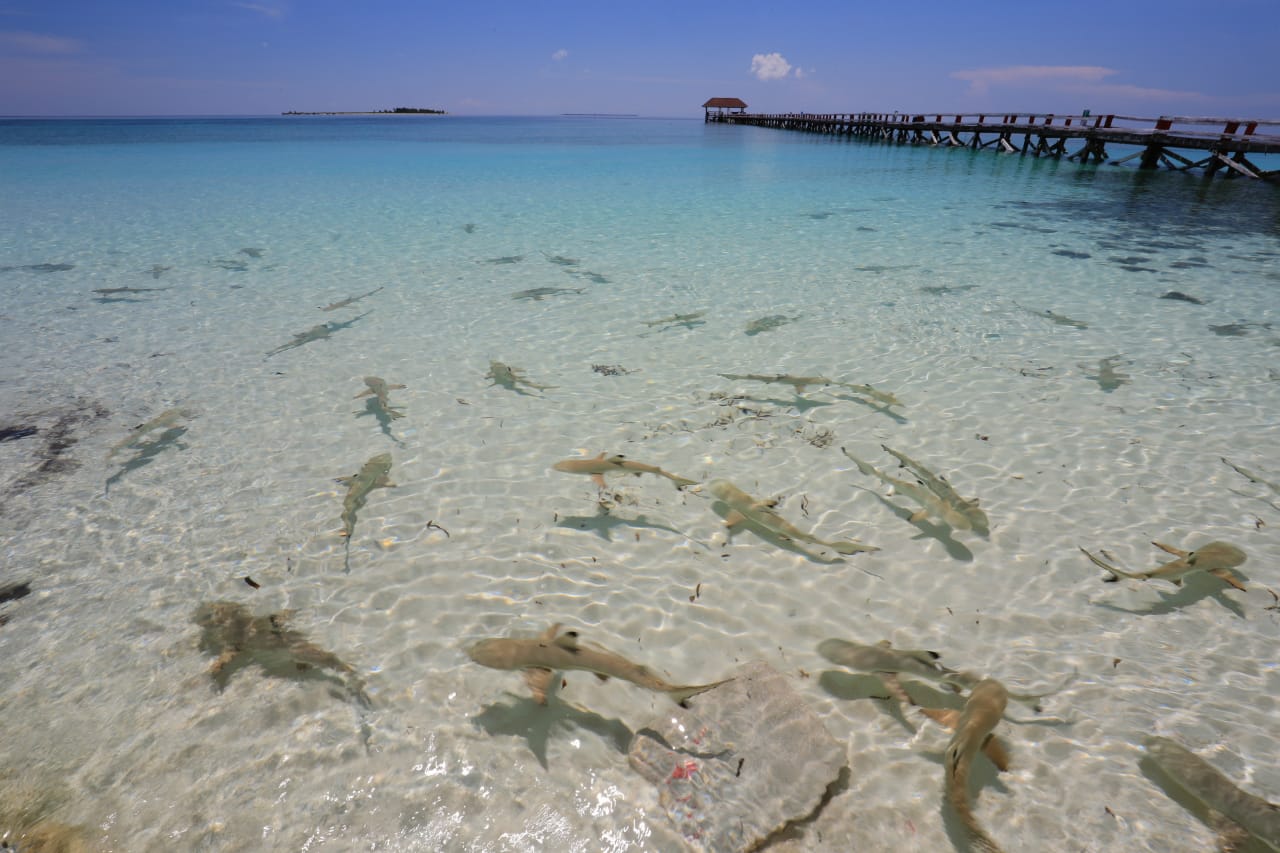 Pemandangan di laut Pulau Lantigiang, di Kabupaten Kepulauan Selayar, Sulawesi Selatan . Para pengjung pantai bermain bersama anakan hiu. Foto: Balai Taman Nasional Taka Bonerate 