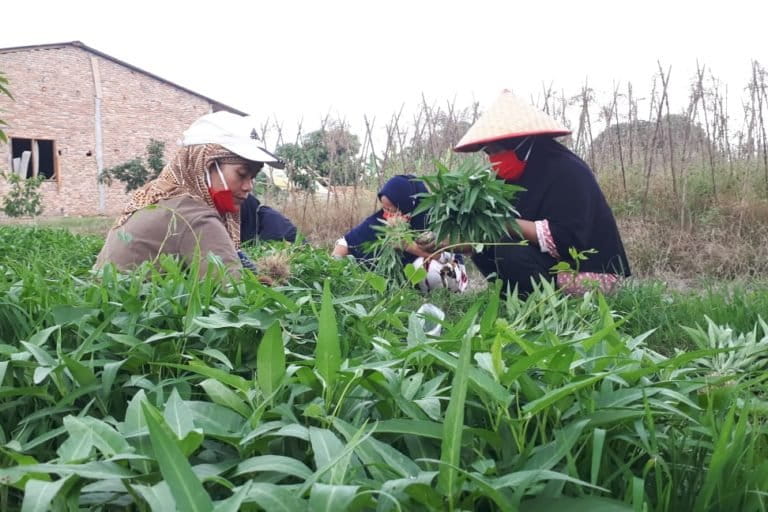 Masyarakat adat Rakyat Penunggu, sedang panen sayur. Foto: Ayat S Karokaro/ Mongabay Indonesia