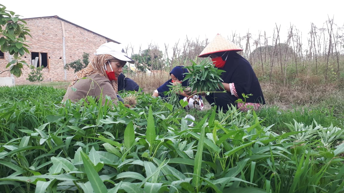 Masyarakat adat Rakyat Penunggu, sedang panen sayur. Foto: Ayat S Karokaro/ Mongabay Indonesia