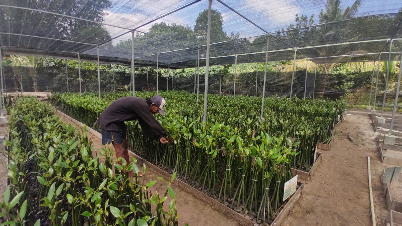Pembibitan mangrve oleh warga. Foto: Yogi ES/ Mongabay Indonesia