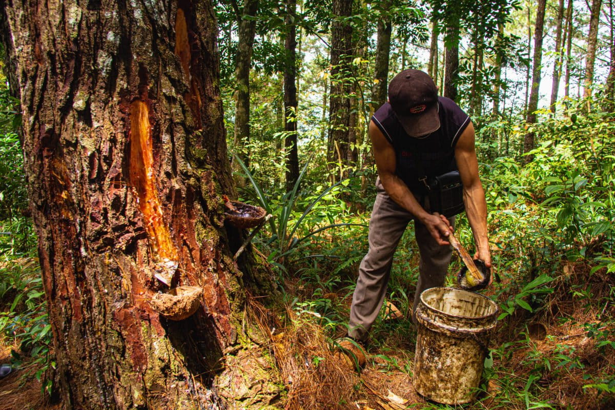  Aktivitas pemanenan getah pinus di Hutan Nagari Simarasok. Dok: KKI Warsi/Rahmat Hidayat