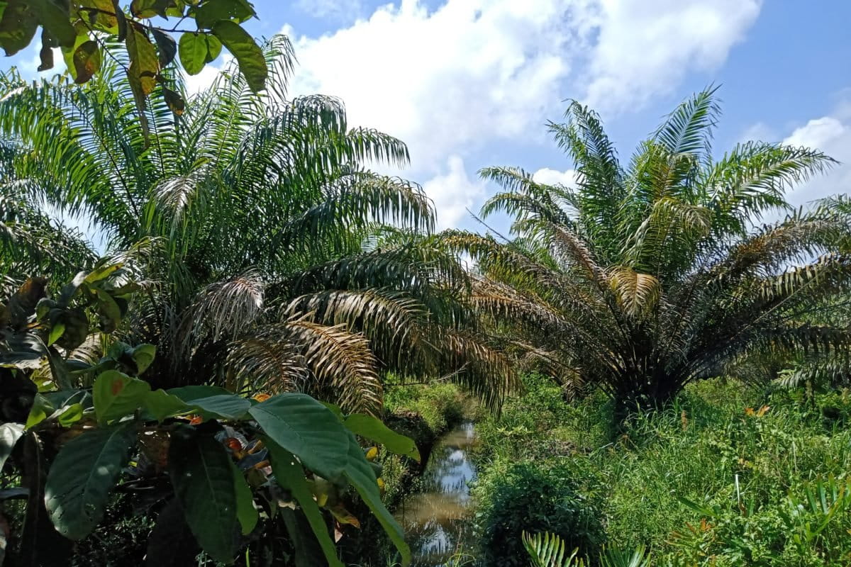 Kebun sawit di kawasan hutan yang sudah diberikan hak kelola kepada Kelompok Tani Nipah. Warga alami kesulitan saat akan menanam mangrove karena mendapatkan kendala dari orang-orang yang mengaku pemilik. Foto: Ayat S Karokaro/ Mongabay Indonesia