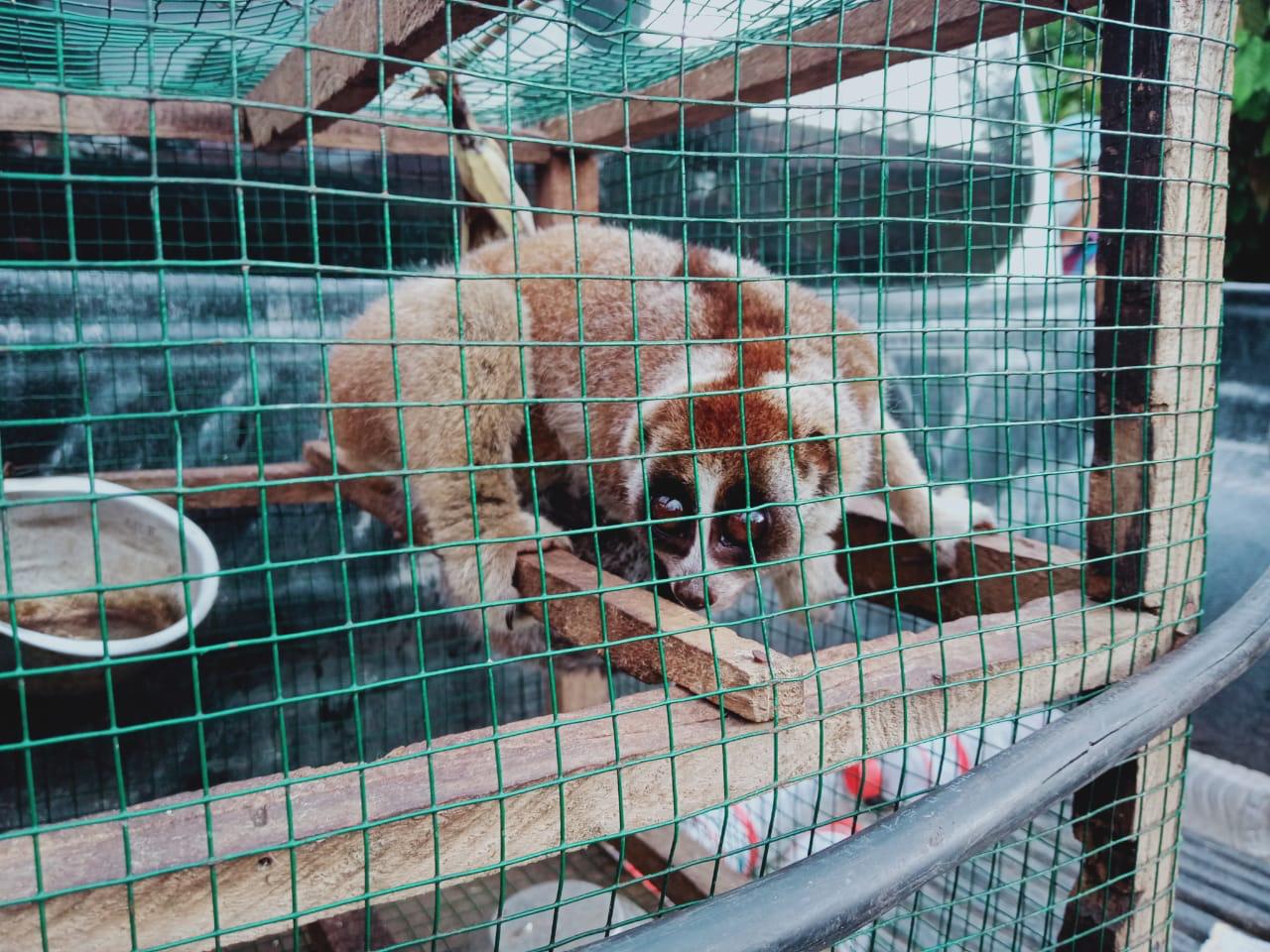 Kukang tangkapan warga yang akan dilepasliar. Foto: Frans M 