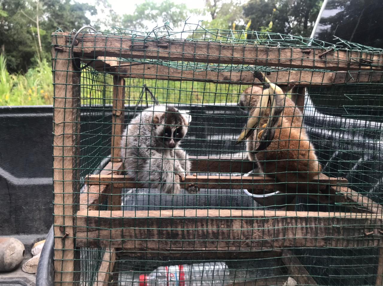 Kukang yang ditangkap warga, dipelihara sekitar setahun lalu lepas liar. Foto: Frans M 