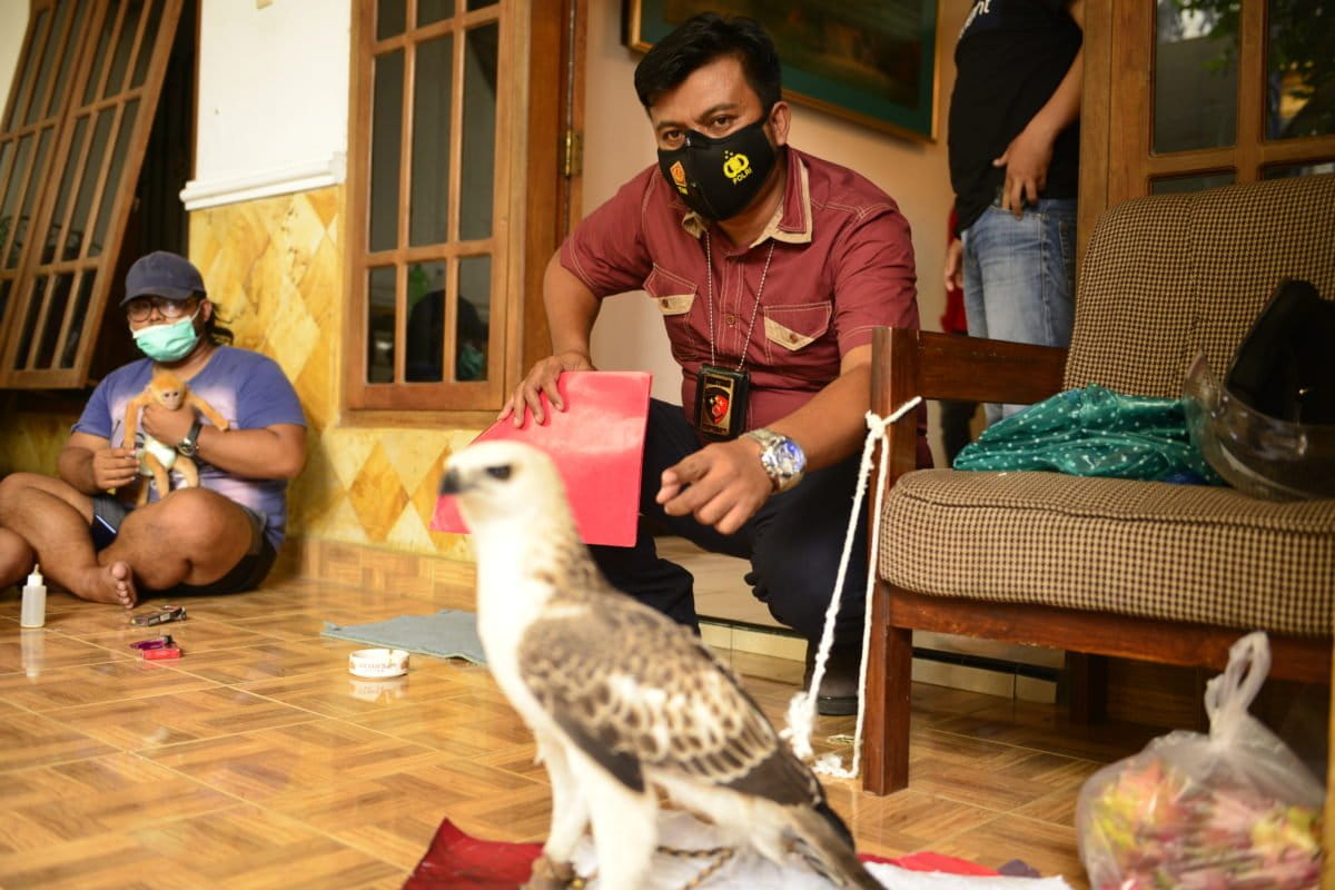 Petugas dari Tipidter Polda Jatim mengamankan sejumlah satwa dilindungi yang diperjualbelikan di Kediri. Foto: COP