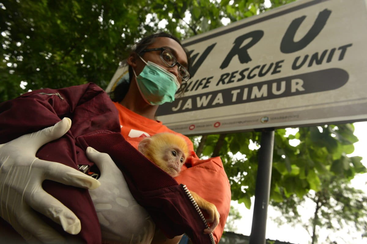 Bayi lutung sitaan yang diduga dirampas dari sang induk ini akhirnya mati. Foto: COP