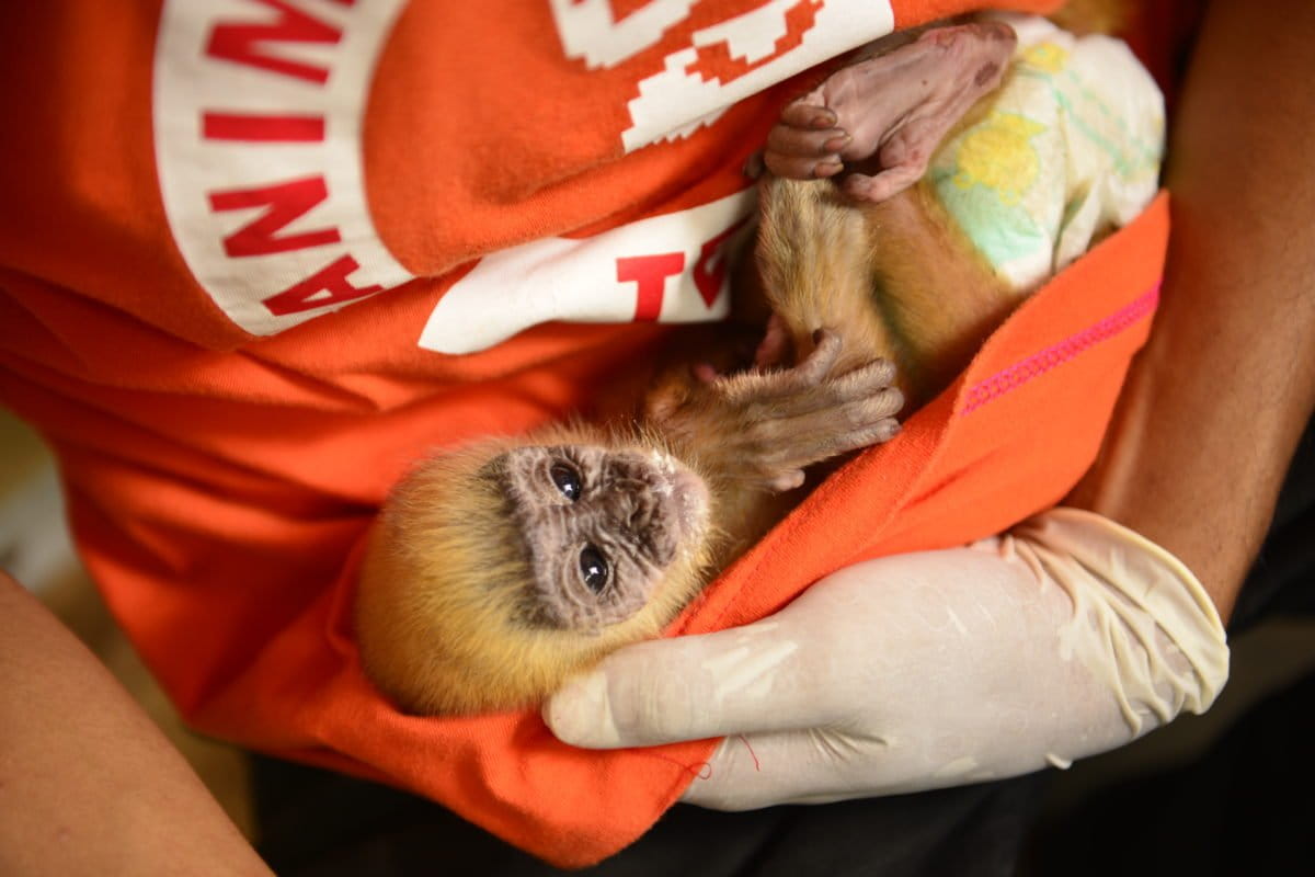 Satu dari lima anak lutung Jawa yang mati. Foto: COP 