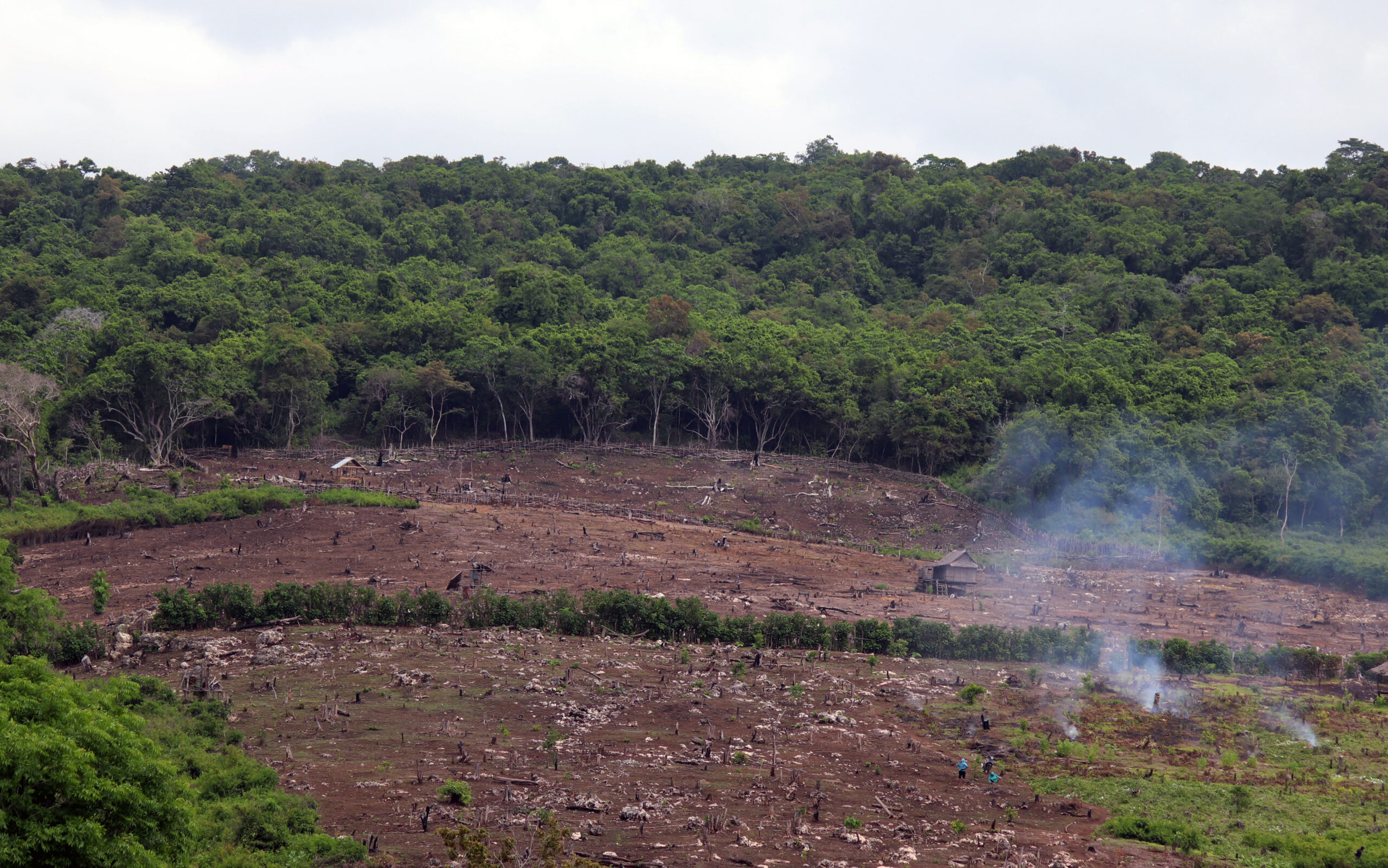 Setiap tahun makin luas lahan kritis di Pulau Moyo, Sumbawa. Tampak terlihat rumah di ladang yang baru saja dibuka. Foto: Fathul Rakhman/Mongabay Indonesia
