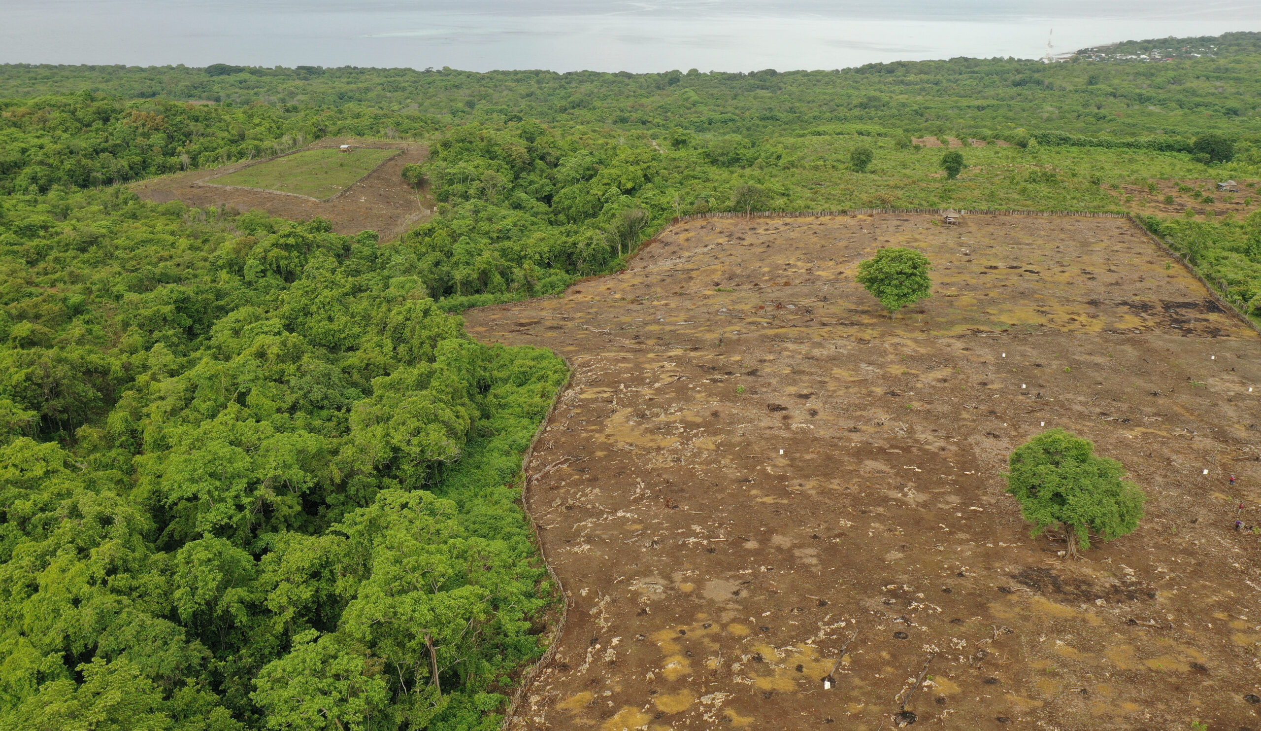 Ladang yang baru di Pulau Moyo, Sumbawa siap ditanami wijen. Foto: Fathul Rakhman/Mongabay Indonesia