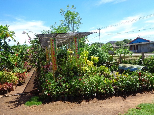 Usaha bunga Dedi Suji. Foto: Agapitus Batbual/ Mongabay Indonesia